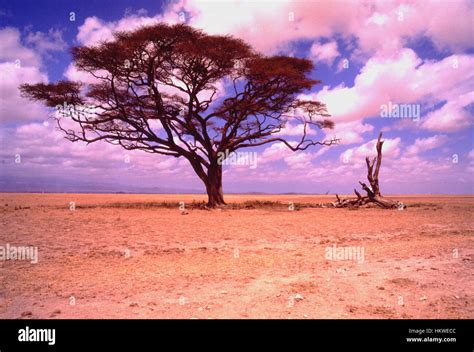 African Bush Land Stock Photo Alamy