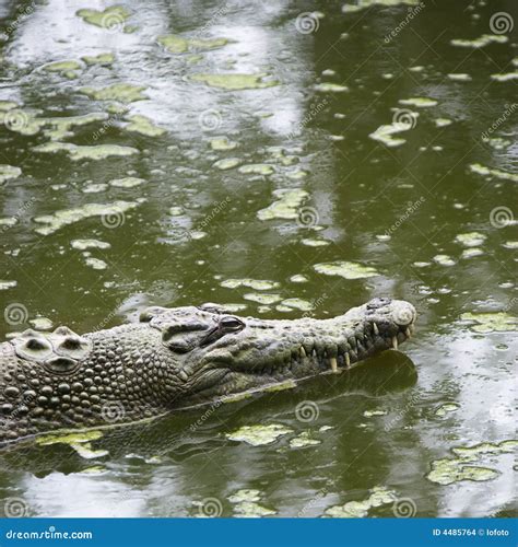 Crocodile Swimming In The Adelaide River Stock Photography