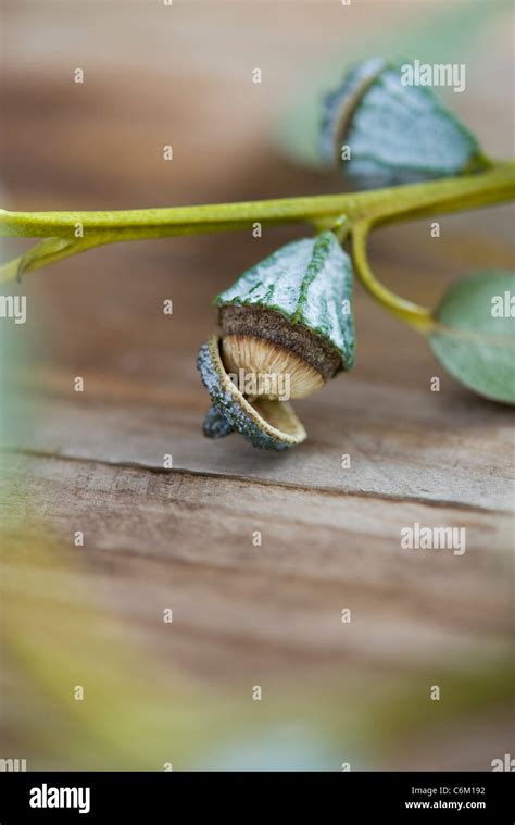 Eucalyptus Flower Hi Res Stock Photography And Images Alamy