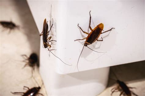 Cockroach Extermination Company Near Me Professional Roach Killer Mint Pest Control