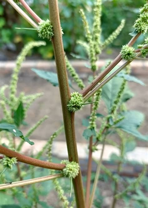 Amaranthus Spinosus