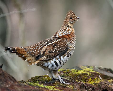 Pa State Bird Fund Legislation Could Help Ruffed Grouse Habitat