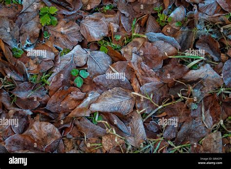 El Agua Congelada En Las Plantas Crea Un Aspecto Cristalino Natural