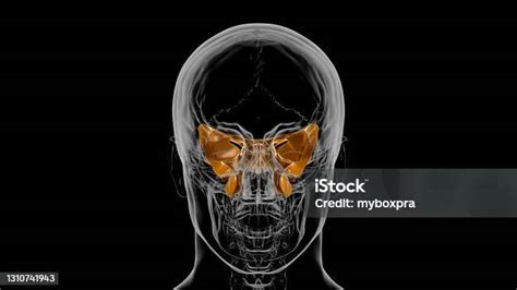 Manusia Kerangka Tengkorak Sphenoid Tulang Anatomi Untuk Konsep Medis