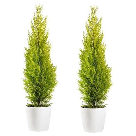 Online Orchards 1 Gal Lemon Cypress Tree With Citrusy Aroma And Golden Evergreen Foliage 2