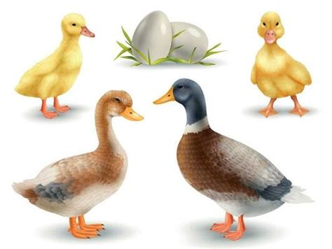 Realistic Duck Vector Art Icons And Graphics For Free Download