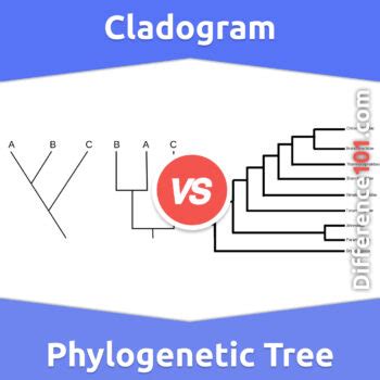 Cladogram vs. Phylogenetic Tree: 5 Key Differences, Description ...