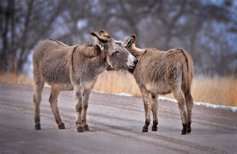 Burros Feral Burros In Custer State Park Black Hills Sout Flickr