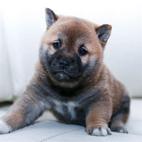 #1 | Shiba Inu Puppies For Sale In Florida