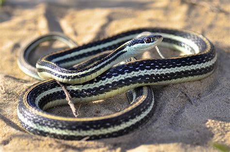 Culebra Acu Tica Centroamericana Anfibios Y Reptiles Del Estado De