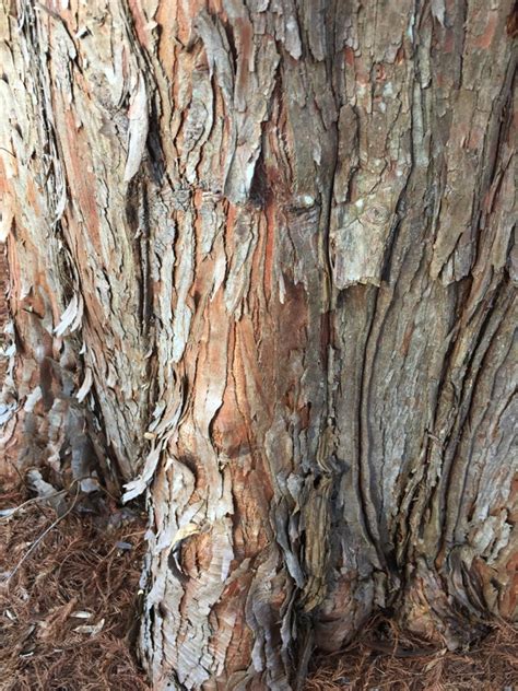 Taxodium_distichum_Bark-1_Feb_ELM