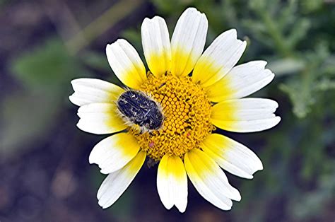 Rosenkäfer auf Kronen Wucherblume Glebionis coronaria N Flickr