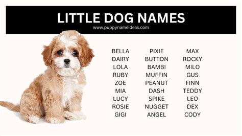 235+ Little Dog Names - Puppy Name Ideas