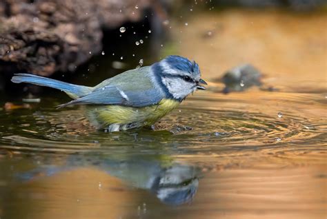 Cinciarella Eurasian Blue Tit Approximate Focus Distance Flickr