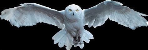 Hedwig Wiki Harry Potter Amino