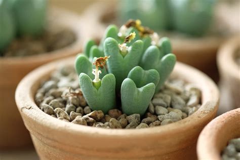 Heart-Shaped Succulent Conophytum Bilobum | Apartment Therapy