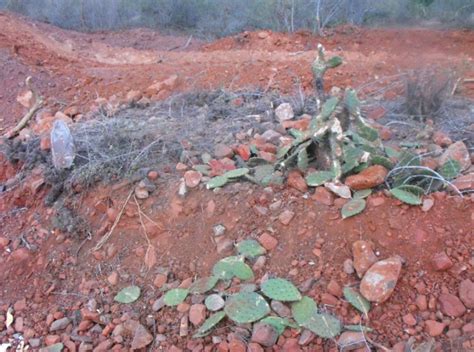 Prolee Losmochis Da Os Ocasionados A Poblaciones De Flora Xerofila Por