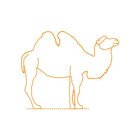 Bactrian Camel (Camelus bactrianus) Dimensions & Drawings | Dimensions.com