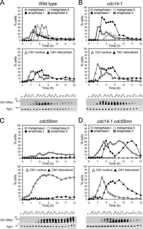 Ectopic Cdc14 Activation Does Not Cause Premature Degradation Of The