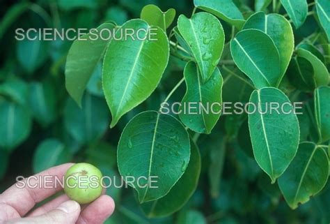 Poisonous Manchineel Tree Leaves And Stock Image Science Source Images