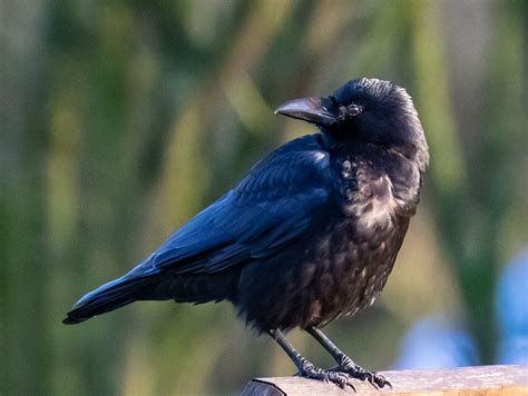 Arti Mimpi Tentang Burung Dipercaya Membawa Pertanda Baik