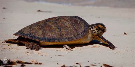 Sea Turtles – Local Ocean Conservation