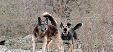 Valle Elvo Un Branco Di Cani Terrorizza Gli Abitanti I Pastori Li