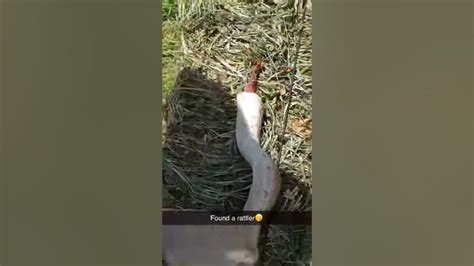 Rattlesnake In Hay Bale Youtube