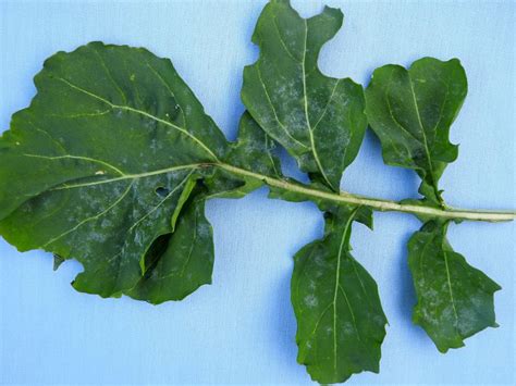 Powdery Mildew Of Arugula Vegetable Pathology Long Island