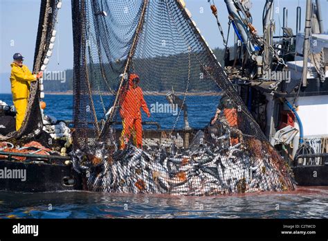 Commercial Fishermen Aboard Seiner Boat Haul In Net Full Of Pink Salmon