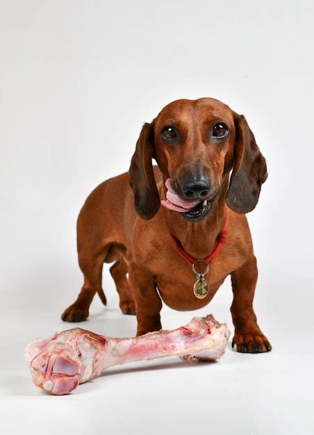 Un Perro Con Un Collar Rojo Y Una Etiqueta Roja Que Dice Me Encantan