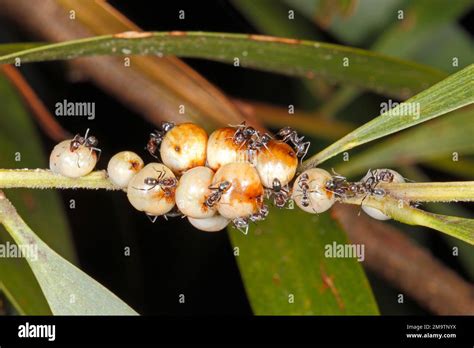 Scale Insects Hi Res Stock Photography And Images Alamy