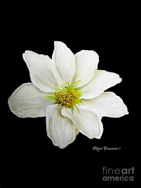 Decorative White Floral Flower Art Original Chic Painting Madart ...