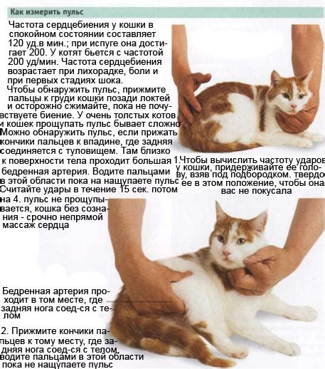 Что можно дать от температуры кошке: Что делать, если у кошки высокая ...