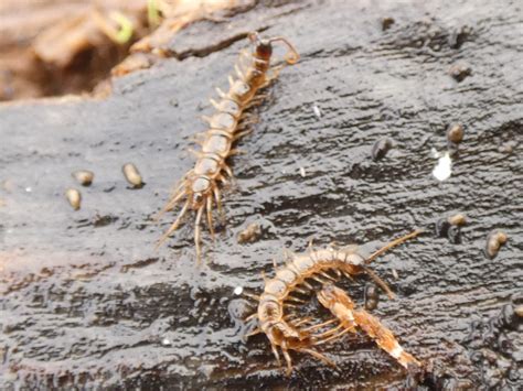 Steinläufer | Steinläufer (unbestimmt) (Lithobius indet.) (c… | Flickr