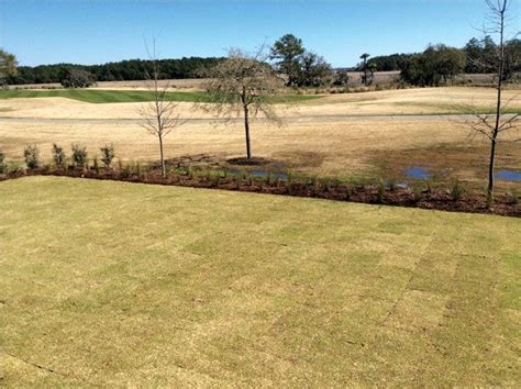 Palisades Zoysia Sod Install For The Daniel Island Ralston Creek Course