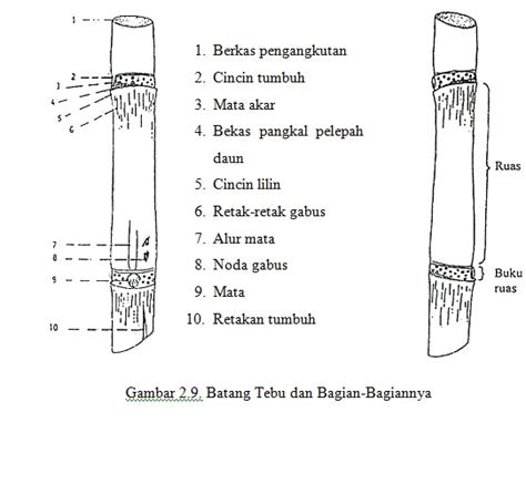 Morfologi Batang Tebu | Manis Tebu