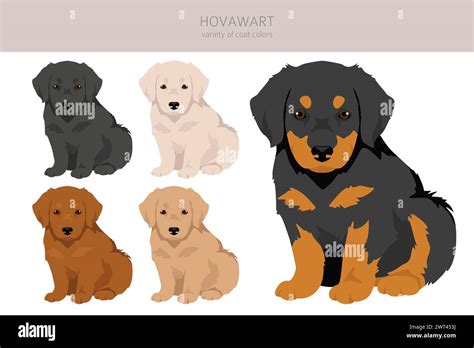 Hovawart dog puppy clipart. Different poses, coat colors set. Vector illustration Stock Vector ...