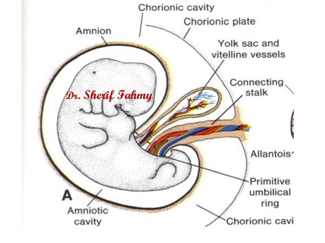 Umbilical Cord General Embryology