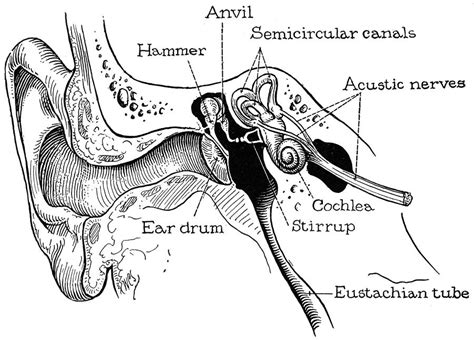 Anatomy: Ear Canal Photograph by Granger