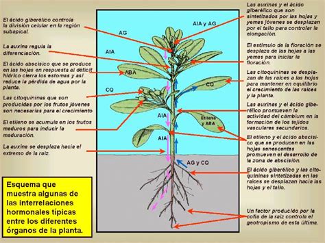 Biología y Salud: HORMONAS EN PLANTAS