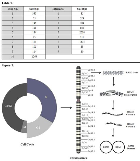 Rrm Ribonucleotide Reductase M