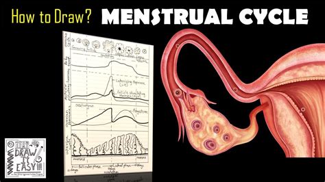 How To Draw Menstrual Cycle Class 12 Human Reproduction Biology