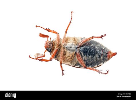 Chafer isolated on white background Stock Photo - Alamy