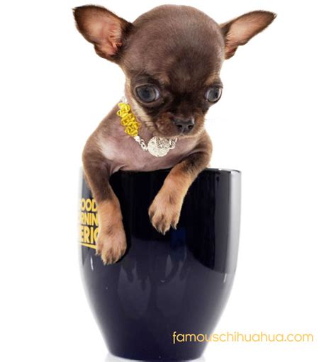 miracle milly: worlds smallest dog and 2014 guinness world record holder| Famous Chihuahua