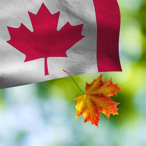 Canada Flag on Green Background Stock Image - Image of background, area ...