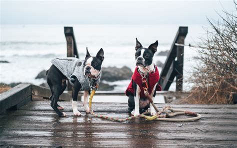 Escape to Cambria with my dogs - Visit Cambria | CA