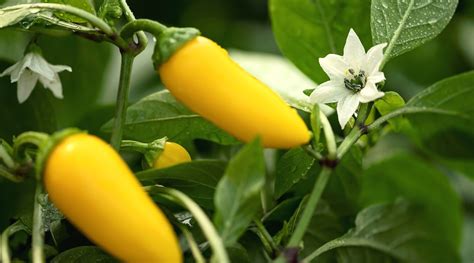 Small Yellow Hot Peppers