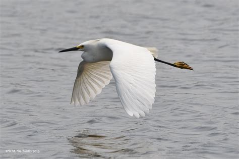 Flight Of The Snowy Egret The Meadowlands Nature Blog