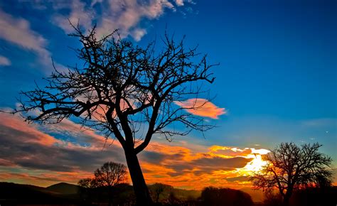 Fotos Gratis Paisaje Rbol Naturaleza Horizonte Rama Silueta